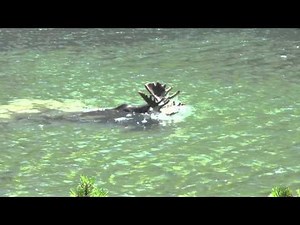 Diving Moose on Swiftcurrent Trail