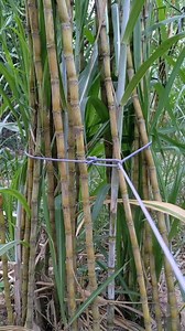 825K views · 3.9K reactions | Easy Tie a great running Loop knot. #lashingknot #tyingropeknots #zeppelinknot #bullhitch #knottying #ropecoiling #basicknots #endrope #TimberHitch #squareknot | Enterhad9 | Facebook