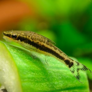 Top 10 Best Fish for Planted Aquariums (Part I - Algae Eating Fish).