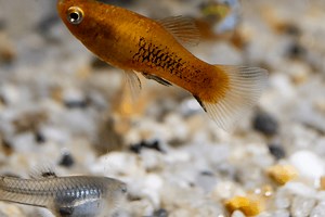 Can Guppies Breed With Platies? Will They Crossbreed? – Pet Fish Online