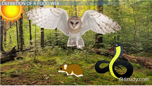 Food Web | Definition & Examples