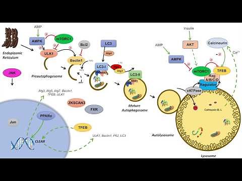 Macroautophagy | Regulation During Feeding, Fasting and Starvation