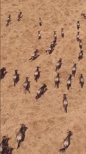 Wildebeests' Great Migration: Serengeti to Maasai Mara Wildlife Adventure - The Wild Wonder