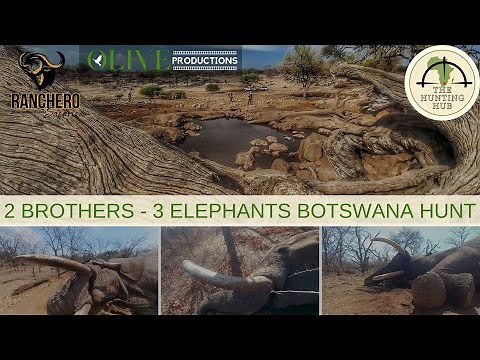 Botswana Elephant Hunt | 3 Elephants 10 Days Hunting