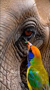 😊🐘🐦A little bird is helping an elephant.#animals #elephantvideo #wildlife #viralshorts #clean #bug