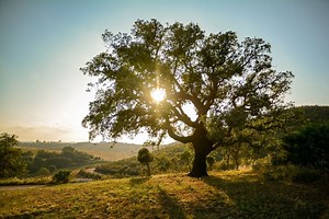 Types of Oak Trees with Their Bark and Leaves - Identification Guide. | Flower Glossary