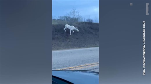 Onlookers were shocked to spot a rare albino moose alongside its typically-pelted counterpart in the Canadian wilderness. The chance of such sighting is 1 in 20,000, according to wildlife experts. | Breitbart