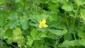 Flowering Chelidonium majus. Greater celandine yellow flowers close up Stock Video
