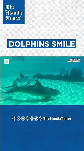 Dolphins 'smile' at each other during play, research shows