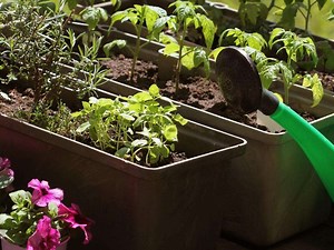 What Containers Are Safe To Grow Vegetables In? | 2025
