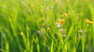 Yellow wildflowers of the creeping buttercup. Buttercup or ranunculus sp., against green grass blades. Static.