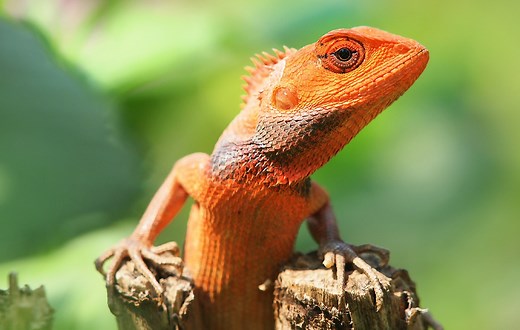 Lizard Symbolism & Meaning (+ Totem, Spirit & Omens)