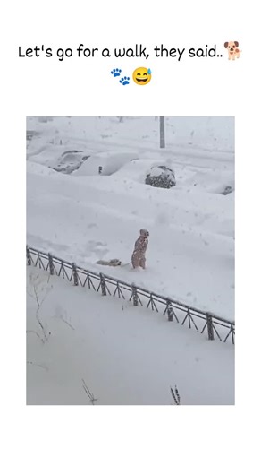 universal mems on Instagram: "The post captures a clip of a small, pink-clad dog hilariously burrowing through chest-deep snow on a residential street, with the caption "Let's go for a walk, they said.." underscoring the irony of the arduous outing. Released on Boxing Day 2025 amid northern hemisphere blizzards, it garnered 14,700 likes and 206,000 views within two days, boosted by shares from pet enthusiasts sharing comparable winter woes. Part of a viral December 2025 wave of snowy animal vide