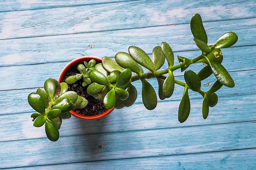 3 Ways to Propagate a Jade Plant and Get More Succulents