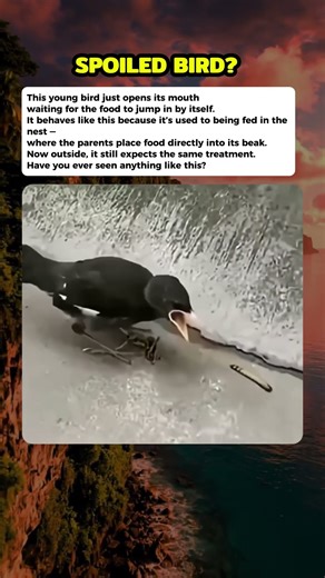 A baby bird #curiosity #mistery