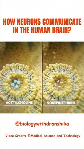 How Neurons Communicate in the Human Brain #sensoryneurons #sensorynerves #hippocampus #bodyclocks