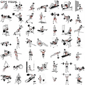 Over 1200 animated GIFs exercises! on gymvisual.com | Gym visual
