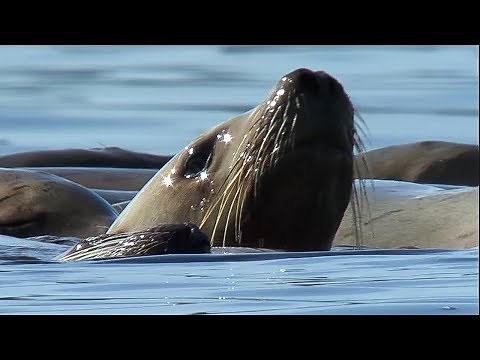 Orcas Attack Sea lion | Nature's Great Events | BBC Earth