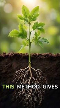 The Secret Trick for Bigger, Healthier Tomatoes