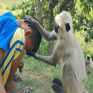 15M views · 10K reactions | The most emotional and heart touching moments between Little girl & Langurs 邏 | Monkeys TV | Facebook