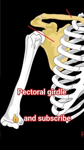 Pectoral girdle #anatomy #human #physiology