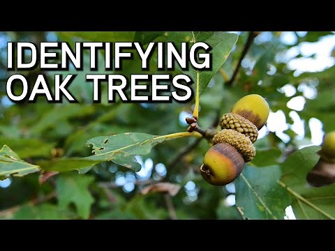 Identifying Oaks | White and Red Oaks