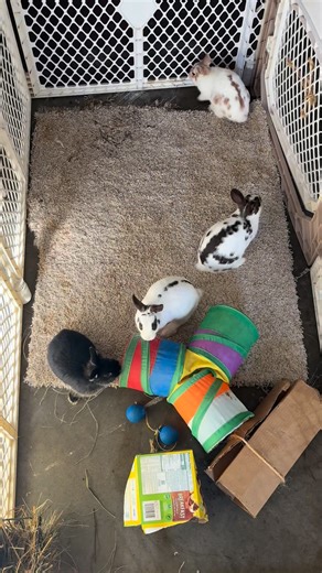 Snow Day = Bunny Barn Day! Unexpected snow day means an extra morning coffee with the buns! | Wildflower Rabbitry | Facebook