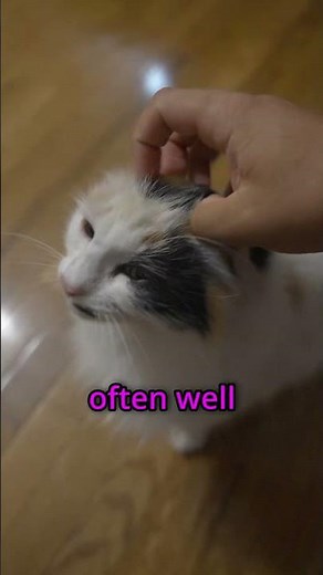 "Cat Care 101: How to Pet Your Cat the Right Way"