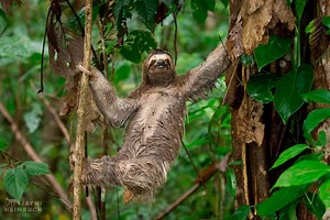 8 Fast Facts About Sloths
