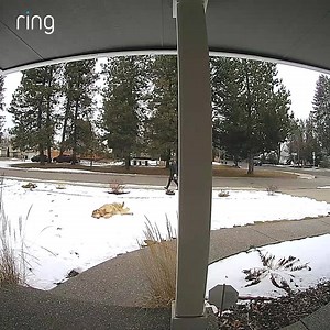 2.7K reactions · 1K shares | Neighbors come in all shapes and sizes. Download the Free Neighbors app today. | Ring | Facebook