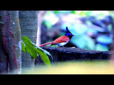 Birds and Garden Lizards | Backyard Wildlife #birds #wildlife #nature