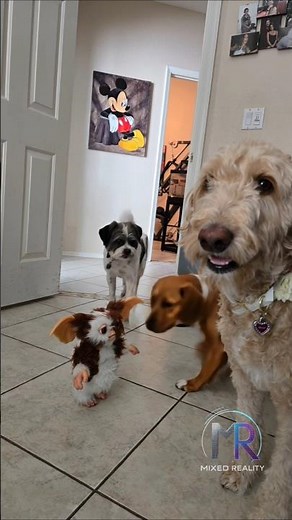 Gizmo the Mogwai (Gremlin) Plays With 3 Dogs 🐶 | Adorable Gremlins Fun!