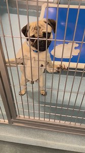 11K views · 41 reactions | BENNY #A5461741 2 yr old Pug stray on...