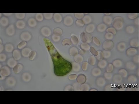 Comparing Microorganism Size Under the Microscope