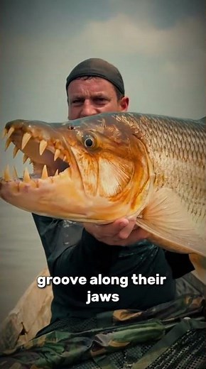 The Scariest Fish in the World – Meet the Goliath Tigerfish! 🐟😱