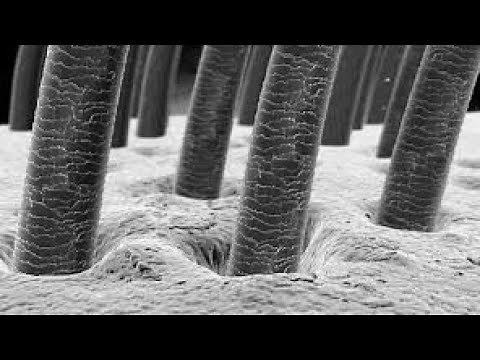 hair under microscope human hair under microscope