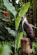 Mass Extinction ( Read ) | Biology