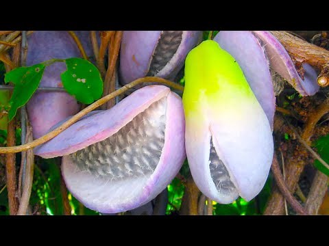 20 Most Unique Fruits You’ve Never Heard Of