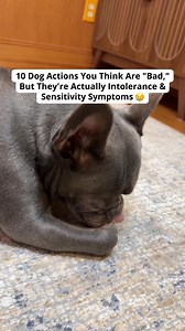 10 "Bad Dog" Actions That Actually Mean They Need Help: 1. Being...