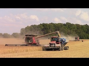 Two Case IH 9240 Combines Harvesting Soybeans