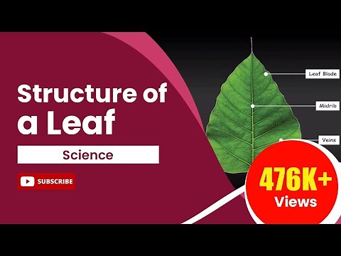 Structure of a Leaf | Science Tutorial