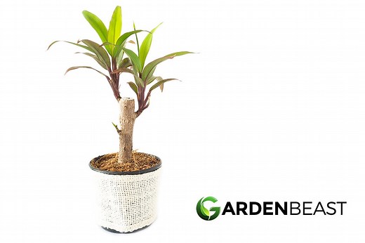 Corn Plant Guide: How to Grow & Care for “Dracaena Fragrans”
