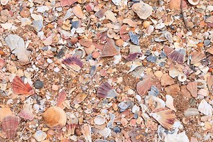 The Benefits of Using Crushed Seashells in Your Soil