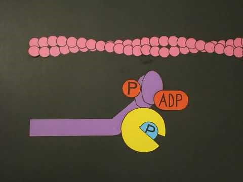 Smooth Muscle Contraction