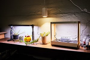 Level Up Your Leafy Friends With the Best Grow Lights for Thriving Plants