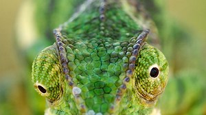Chameleon