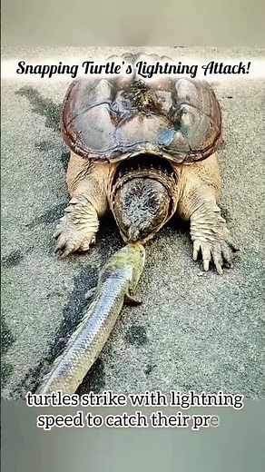 Snapping turtle vs. snake: You won't believe the speed! 🐢⚡