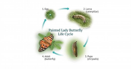 Caterpillar Life Cycle - Common Habits & Stages of Development - Learn About Nature