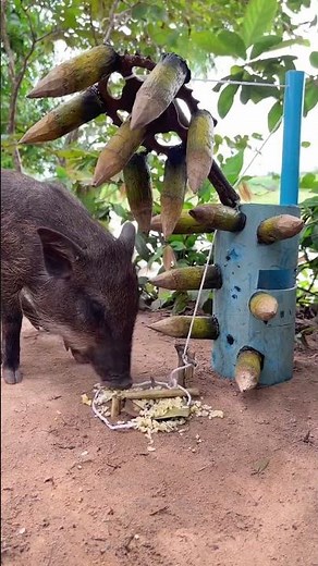 #shortvideo #animals #wildboar #wildlife