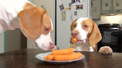 Dogs Steal Carrots Off Kitchen Table Together